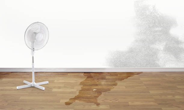 Best Mold removal after water damage  in Ashland, CA